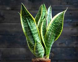 Hình ảnh về Cây Lưỡi Hổ