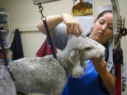 Image result for Pet groomer: