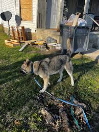 Two German Shepherds running down West Walnut st. | Facebook