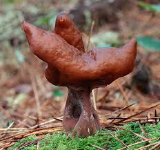 Image result for poisonous mushrooms
