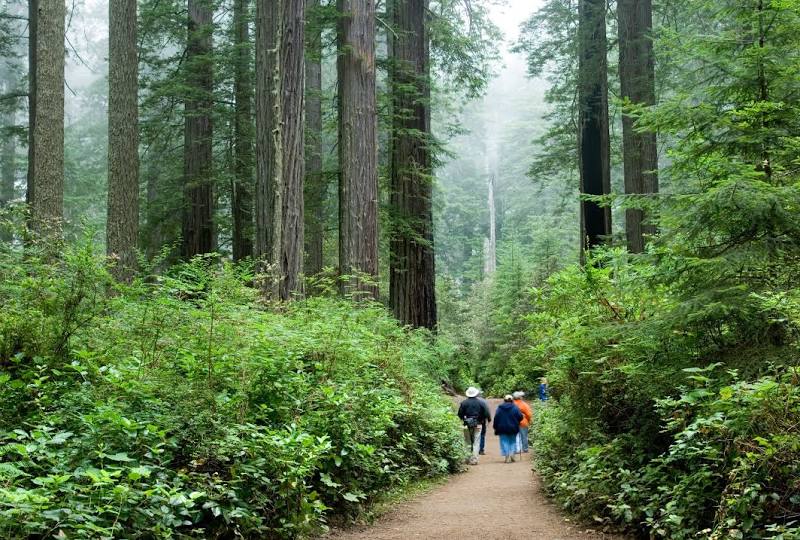 Redwood National and State Parks