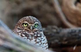 Burrowing Owl\u0026quot; Photography art prints and posters by David Barto ... - burrowing-owl-wap-85