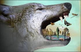 Image result for wolves