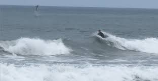 Great white shark leaps out of water near boogie boarder