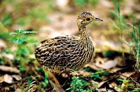 Resultado de imagem para Codorna