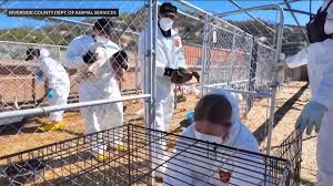 San Diego County seizes 820 birds from man linked to Riverside duck sanctuary investigation
