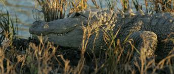 Image result for laguna atascosa