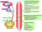 Hyperthyrodie (246)