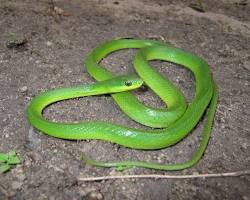 Cobra-verde