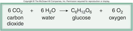 Image result for chemical equation for photosynthesis