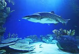 Image result for dubai tourism places