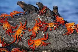 Image result for galapagos crabs