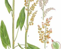 Obraz: Szczaw zwyczajny (Rumex acetosa)