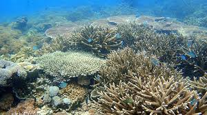 Image result for PULAU SANGIANG