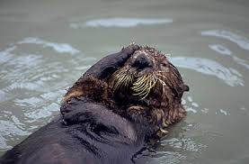 Image result for "Exxon Valdez"