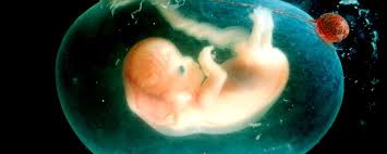 Image result for DEVELOPMENTAL BIOLOGY