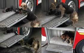 “Amid the Flames: Mother Dog’s Courage to Save Her Puppies Captures the ...