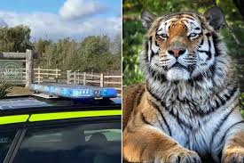Zoogoers Say Woman Tried to Pull Back Man Who Climbed into Tiger Enclosure Before He Was Fatally Mauled