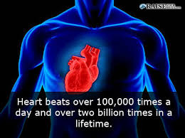 Image result for human heart beats