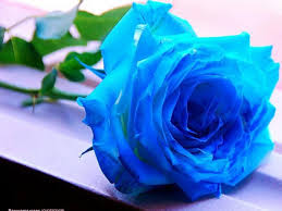 Image result for karangan bunga mawar biru