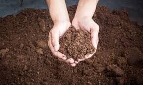 Image result for peat moss