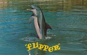 Image result for flipper