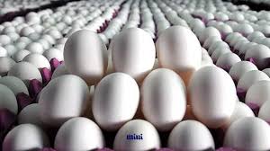 قیمت جدید تخم‌مرغ امروز یکشنبه ۱۱ مرداد ۱۴۰۵ / افزایش دوباره قیمت تخم‌مرغ در بازار