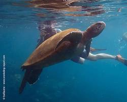 Image de Snorkeling aux Galapagos