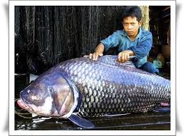 Hasil gambar untuk ikan koi terbesar di dunia