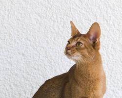 Image of Cat Abyssinian