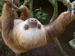 Resultado de imagen para filhote de bicho preguiça video