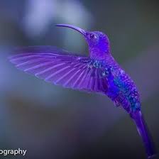 Image result for Hummingbirds