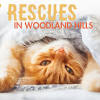 Story image for Best Pet Supplies Pet ID Tags For Sale from Woodland Hills Magazine (blog)