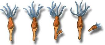 Resultado de imagen para reproduccion asexual de las plantas por fragmentacion