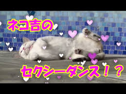 Image result for ねこ吉