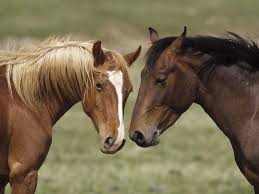 Image result for HORSE