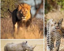 Image of Big Five animals Kenya