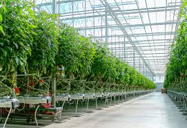 greenhouse ile ilgili görsel sonucu