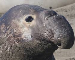 Image of Elephant Seals