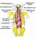 LOMBALGIE - Traitement, Symptmes, Causes, Conseils, Douleur