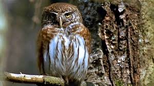 Bildergebnis für tiere im wald