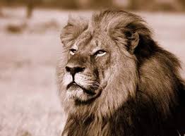 Image result for cecil lion