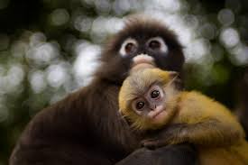 Image result for MONKEYS