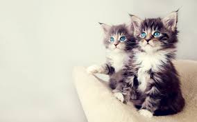 cute cats =) Images?q=tbn:ANd9GcRTiDoqGeyUOZHvbliw3mCK3OurNFJwhXgn75tHIOL1qjMmdVni