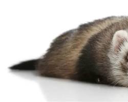 Image of sadlooking ferret