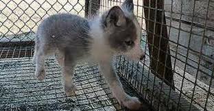 Résultat de recherche d'images pour "domesticated zebra"