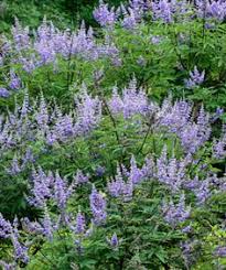 Tetradium daniellii var. hupehensis에 대한 이미지 검색결과