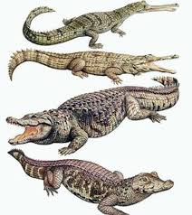 Resultado de imagem para foto de crocodilos