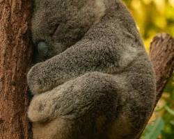 Coala