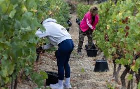 Un mort et neuf blessés dans un accident de vendanges dans le Beaujolais — 20 Minutes